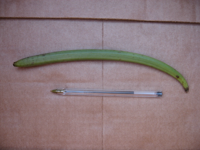 Baunilha | Vanila planifolia