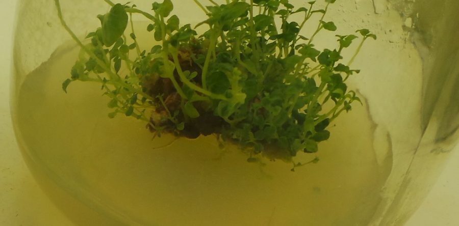 Patchouli | Pogostemon cablin