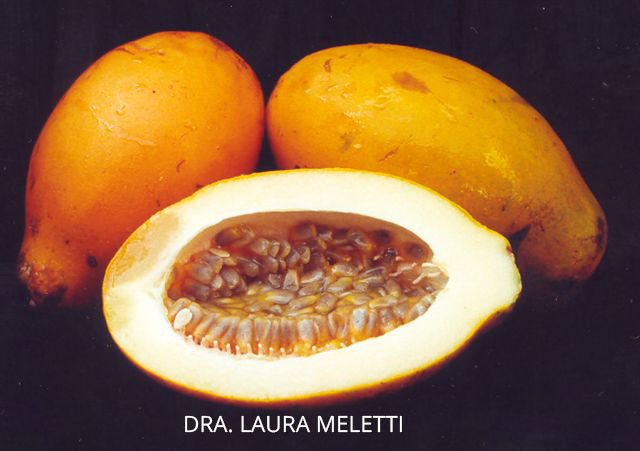 Maracujá  doce | Passiflora alata