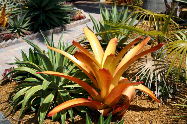 Aechmea Blanchetiana