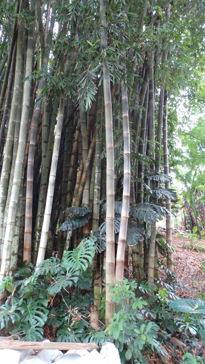 Bambu | Dendrocalamus asper